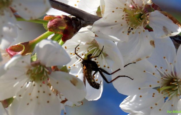des bébêtes sur mes fleurs