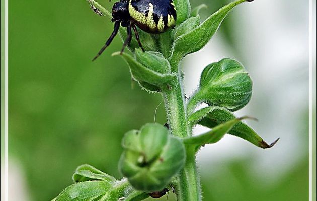 Araignée Thomise globuleuse, Thomise Napoléon, Napoleon spider (Synema globosum) femelle - Lartigau - Milhas - 31 