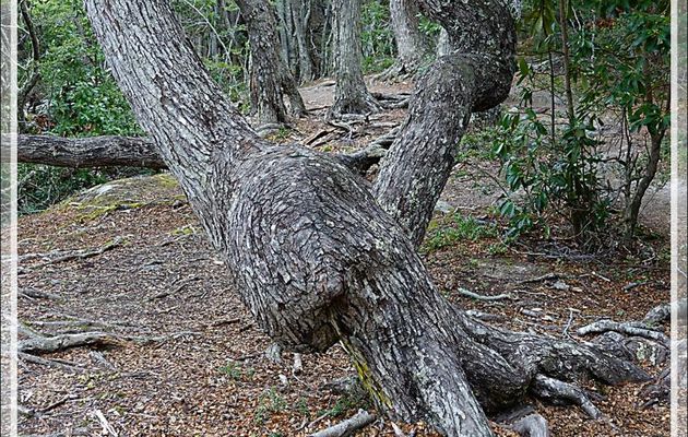  Nothofagus (faux hêtre) au tronc torturé par les éléments - Bahia Lapataia - Terre de Feu - Argentine