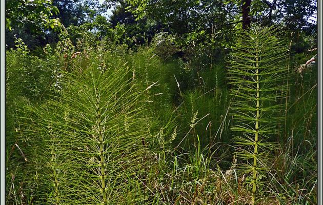 Prêle des champs (Equisetum arvense) - Boucou - Sauveterre-de-Comminges - 31
