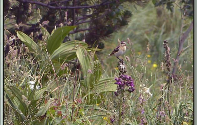 Faune des Pyrénées (Images de mon ancien blog, année 2012)