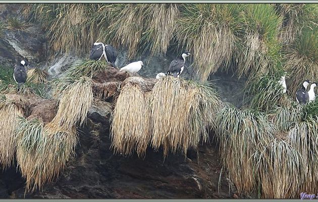 Chionis blanc, Snowy Sheathbill (Chionis albus) - Cooper Bay - Géorgie du Suddata:text/mce-internal,%3Cimg%20src%3D%22http%3A//ekladata.com/hemIuH5ws_oPoSn9IvwHVllnfMM@800x457.jpg%22%20alt%3D%22Chion