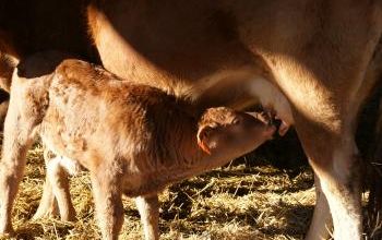 Mère vache et son petit