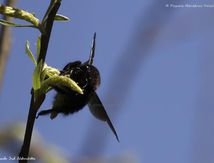 Xylocope ♂ ou Abeille charpentière