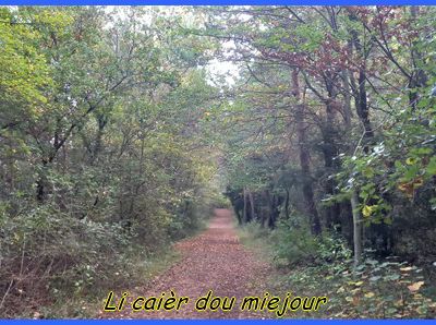 Couleurs d'automne en forêt de Sainte-Baume