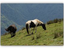 Pottok, petit cheval des montagnes Pyrénéennes