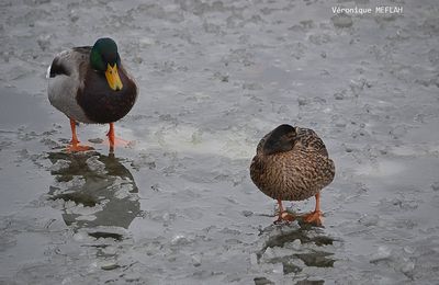 "Il fait un froid de canard" 