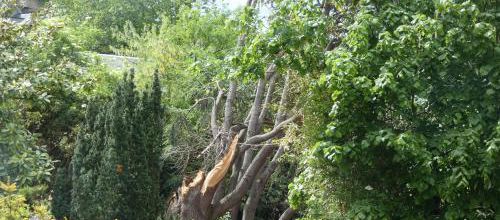 Arbre