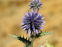 Début Août dans le Pays Dignois.