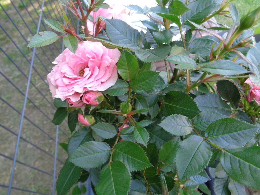 fleurs 