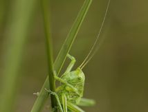 Sauterelle de la famille des Tettigoniidae