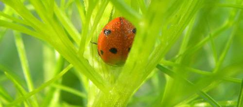 Ma coccinelle dans le journal