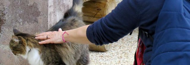 un gentil minou ou minette 