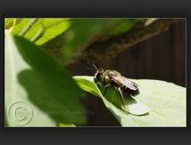 Famille des Megachilidae - Abeille découpeuse femelle...