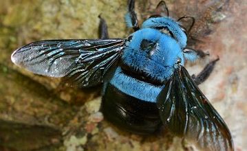 Une abeille bleue ... mais si ... 