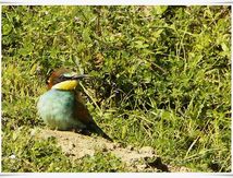 Guêpier d'Europe - Merops apiaster - European Bee-eater