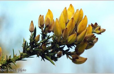 Ajonc d'Europe (2) - Ulex europaeus