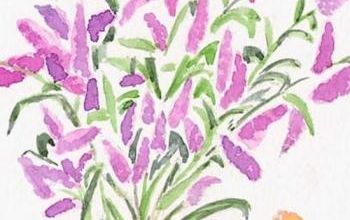 LE BUDDLEIA