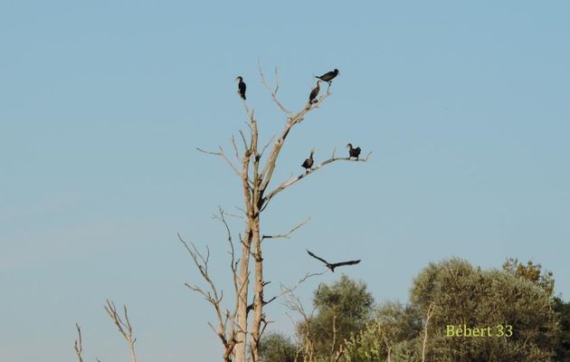 des cormorans au lac