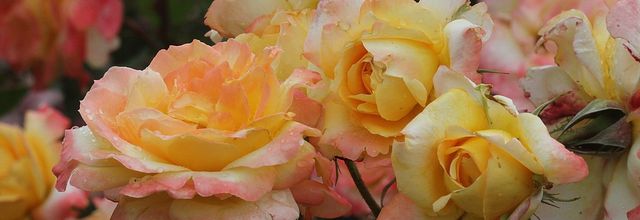 Pluie de roses au jardin -2
