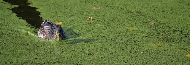 La photo du weekend : Colvert
