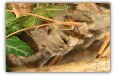 Que de Mantes !