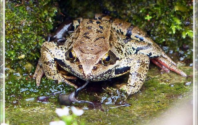 Confirmation de ce que j'avais filmé : les grenouilles tentent bien de croquer les bébés crapauds mais leur goût fait qu'elles les recrachent - Lartigau - Milhas - 31
