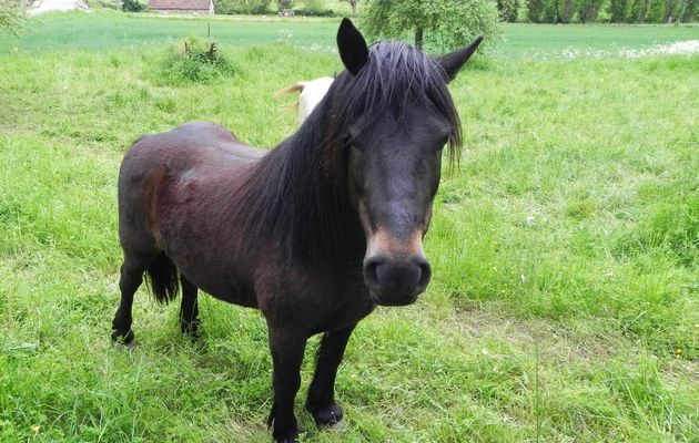 Des chevaux qui me parlent