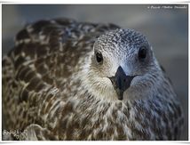 Goéland leucophée juvénile - Larus michahellis - Yellow-legged Gull
