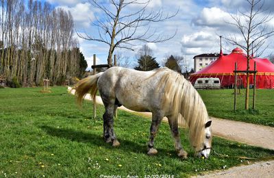Cheval gris - Auch
