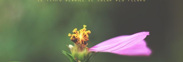 Jour 2 ... Cosmos