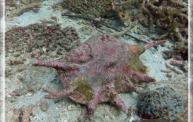 Strombe araignée commun ou Ptérocéne géant (Lambis truncata sebae) - Spot de plongée "Sugar Man" - Nosy Tsarabanjina - Archipel Mitsio - Madagascar