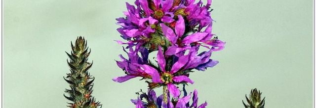 Salicaire Commune (1) - Lythrum salicaria