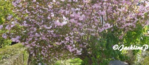 Mon beau cerisier à fleurs...