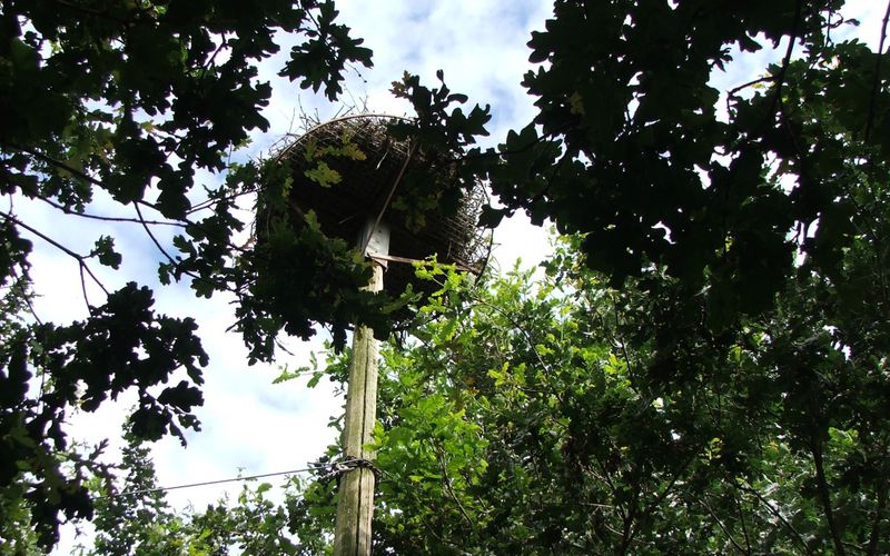 Des cigogneaux en Gironde