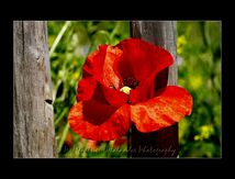 Coquelicot (Papaver rhoeas)