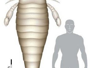 Découverte du fossile d'un gigantesque scorpion de mer