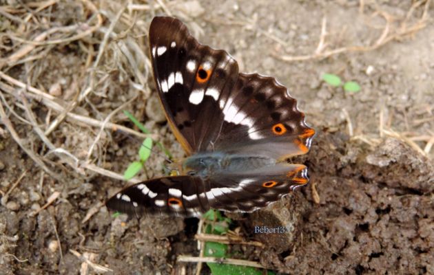 mon papillon de l'été