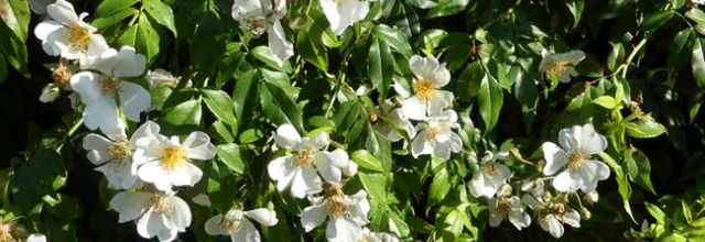 Rosa sempervirens  -  rosier toujours vert