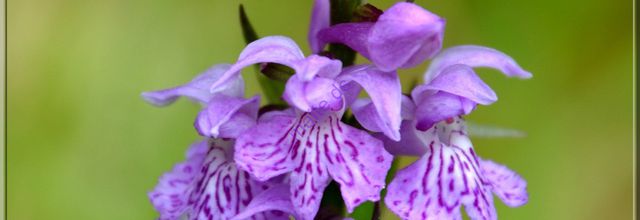 Orchidées sauvages
