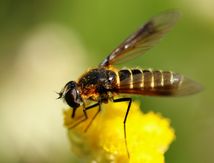 Lomatia lateralis 