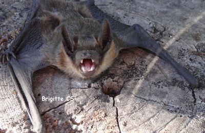 Des chauve-souris pour exterminer les moustiques-tigres...