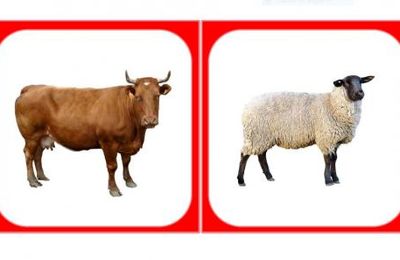 Images classifiées : Les animaux de la ferme