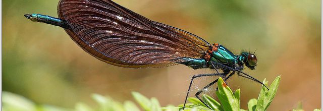 Caloptéryx Vierge (15) - Calopteryx virgo