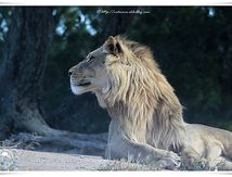 Lions (Panthera leo)