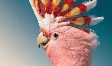 Oiseaux magiques ...