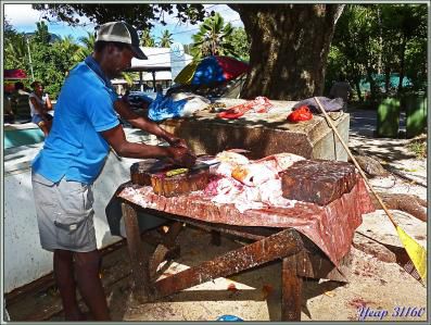 Les dépeceurs de poissons - Anse Royale - Mahé - Seychelles