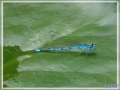 Demoiselle bleue Agrion jouvencelle (Coenagrion puella) mâle et femelle - Lartigau - Milhas - 31