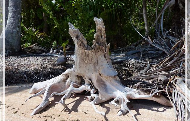 Résultat de l'érosion suite à la montée des eaux - Sud de Fakarava (Tetamanu) - Tuamotu - Polynésie française