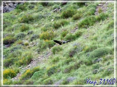 Buse aguia, Aigle du Chili, Black-chested buzzard-eagle, Águila Mora (Geranoaetus melanoleucus) sur le chemin vers Torres del Paine - Puerto Natales - Patagonie - Chili